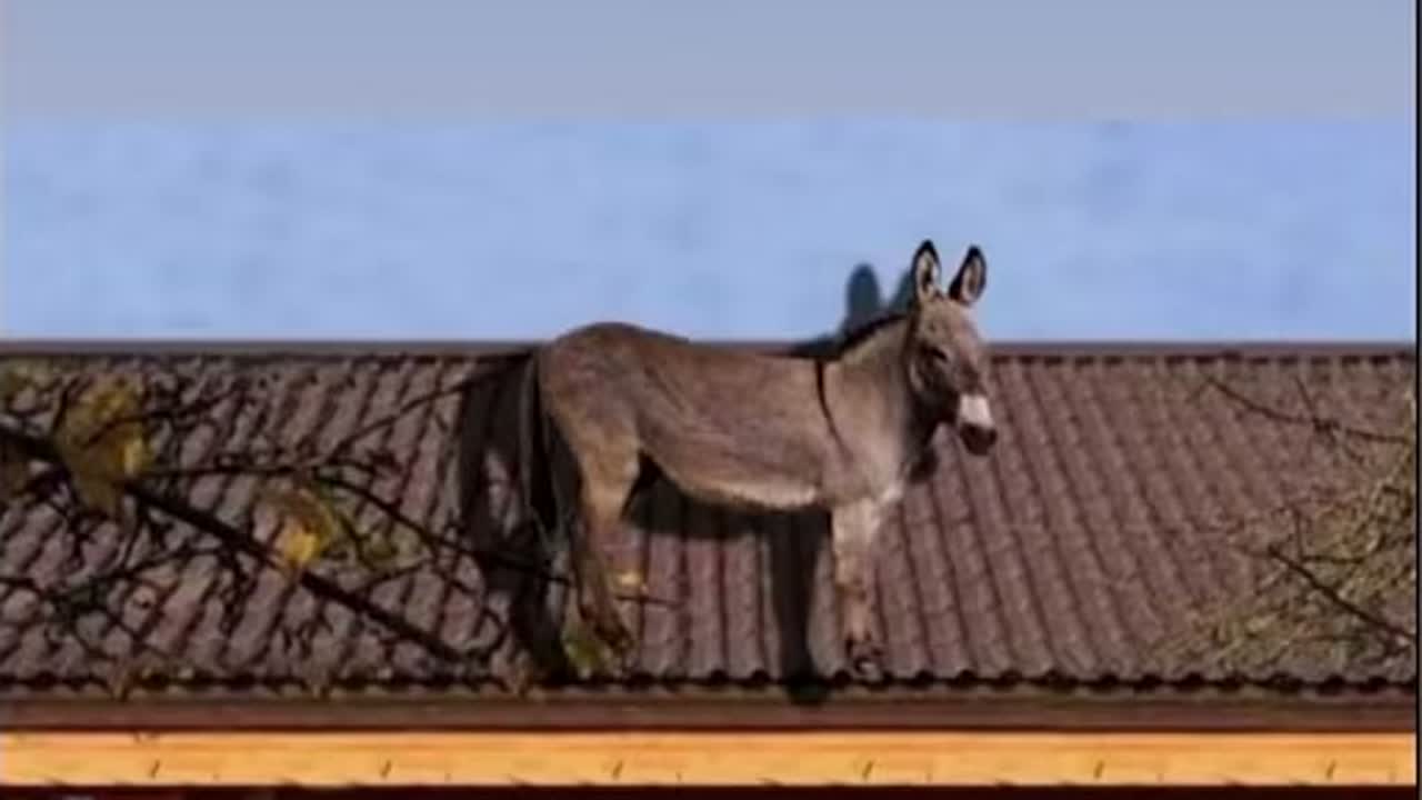حمار يقف على سقف قرميدي، وهي الصورة المرفقة بعبارة ستوري وائل جمعة.